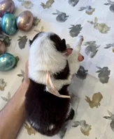 Light Pink Annie, a female Border Collie for sale in Maryville, TN – Photo 7 of 7