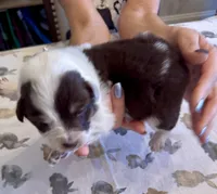 Light Pink Annie, a female Border Collie for sale in Maryville, TN – Photo 6 of 7