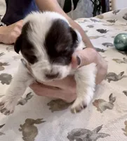 Light Pink Annie, a female Border Collie for sale in Maryville, TN – Photo 1 of 7