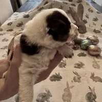 Light Pink Annie, a female Border Collie for sale in Maryville, TN – Photo 4 of 7