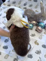 Yellow Collar, a male Border Collie for sale in Maryville, TN – Photo 7 of 8