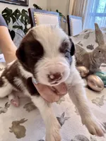 Yellow Collar, a male Border Collie for sale in Maryville, TN – Photo 2 of 8