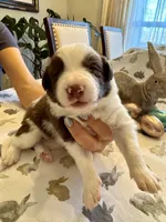 Yellow Collar, a male Border Collie for sale in Maryville, TN – Photo 5 of 8