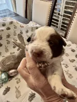 Yellow Collar, a male Border Collie for sale in Maryville, TN – Photo 1 of 8