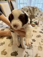 Yellow Collar, a male Border Collie for sale in Maryville, TN – Photo 4 of 8