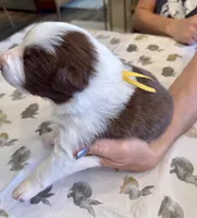 Yellow Collar, a male Border Collie for sale in Maryville, TN – Photo 6 of 8