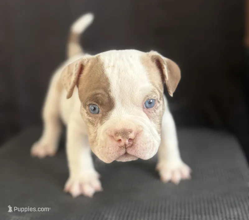 Puppy 5 – American Bully puppy for sale in Bradenton, FL