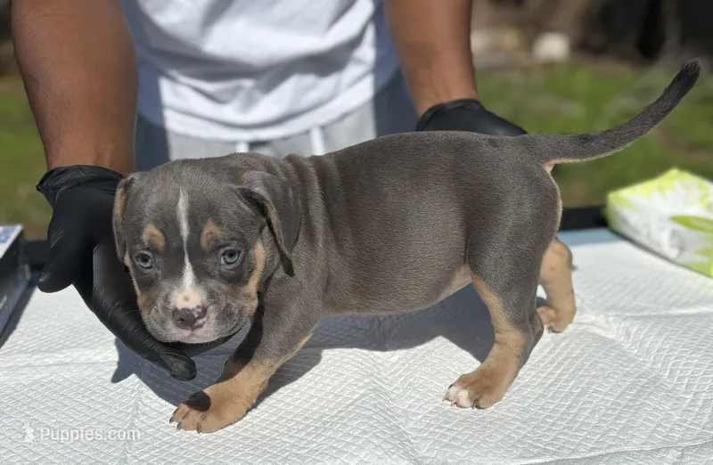 Toot, a female American Bully for sale in Bradenton, FL – 1 of 1