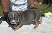Toot, a female American Bully for sale in Bradenton, FL – 1 of 1