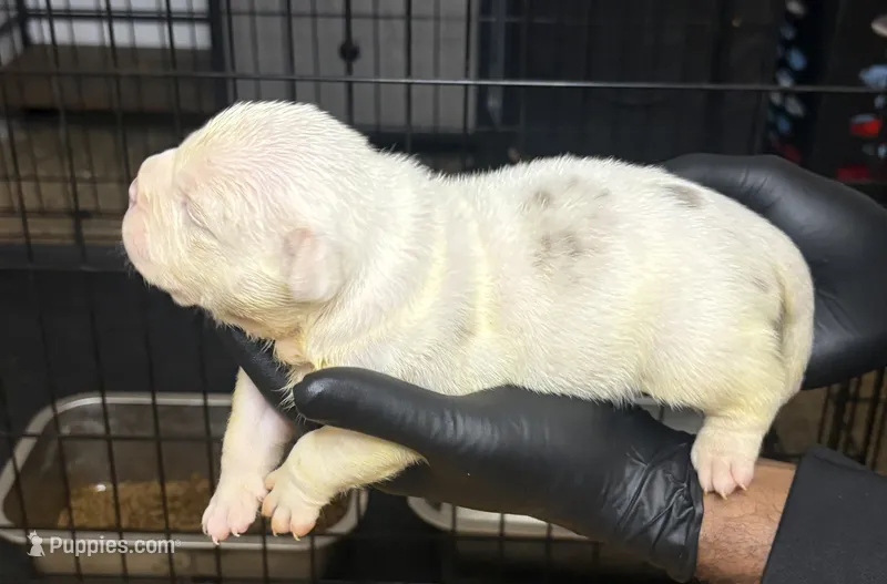Puppy 2 – American Bully puppy for sale in Bradenton, FL