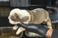 Puppy 1, a male American Bully for sale in Bradenton, FL – 1 of 1