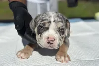 Esko , a male American Bully for sale in Bradenton, FL – 1 of 1