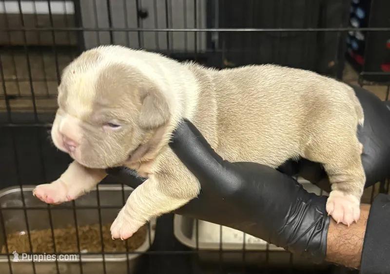 Puppy 3 – American Bully puppy for sale in Bradenton, FL
