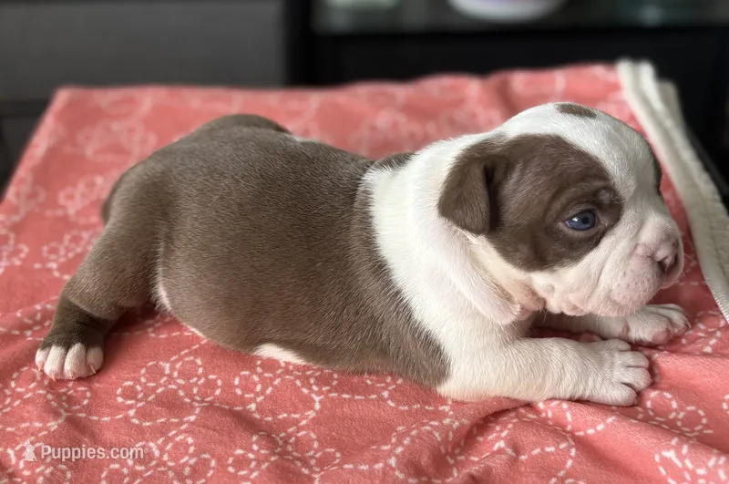 Puppy 4 – American Bully puppy for sale in Bradenton, FL