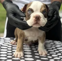 Puppy 1, a male American Bully for sale in Bradenton, FL – 3 of 4