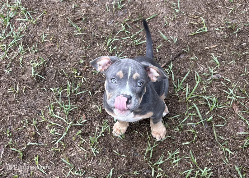 Toot – American Bully puppy for sale in Bradenton, FL