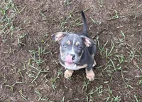 Toot, a female American Bully for sale in Bradenton, FL – 1 of 2