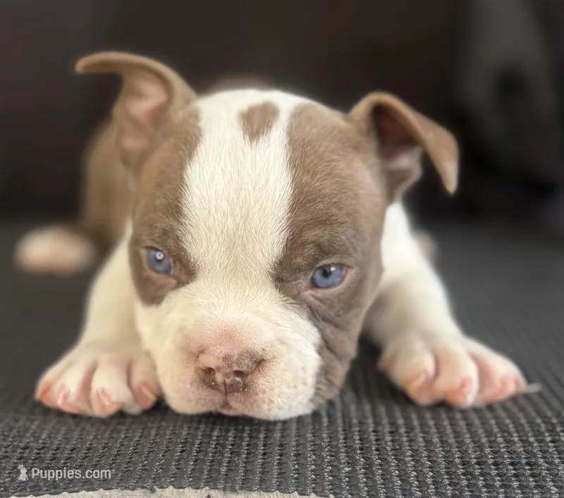 Puppy 4 – American Bully puppy for sale in Bradenton, FL