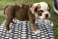 Puppy 1, a male American Bully for sale in Bradenton, FL – 4 of 4