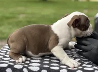 Puppy 4, a female American Bully for sale in Bradenton, FL – 4 of 5