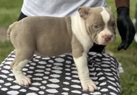 Puppy 3, a female American Bully for sale in Bradenton, FL – 5 of 5
