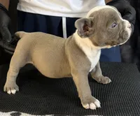Puppy 6, a male American Bully for sale in Bradenton, FL – 3 of 5