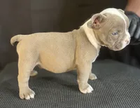 Puppy 6, a male American Bully for sale in Bradenton, FL – 5 of 5