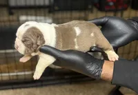Puppy 4, a female American Bully for sale in Bradenton, FL – 1 of 1