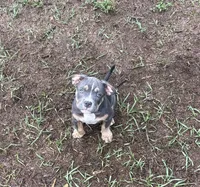 Toot, a female American Bully for sale in Bradenton, FL – 2 of 2