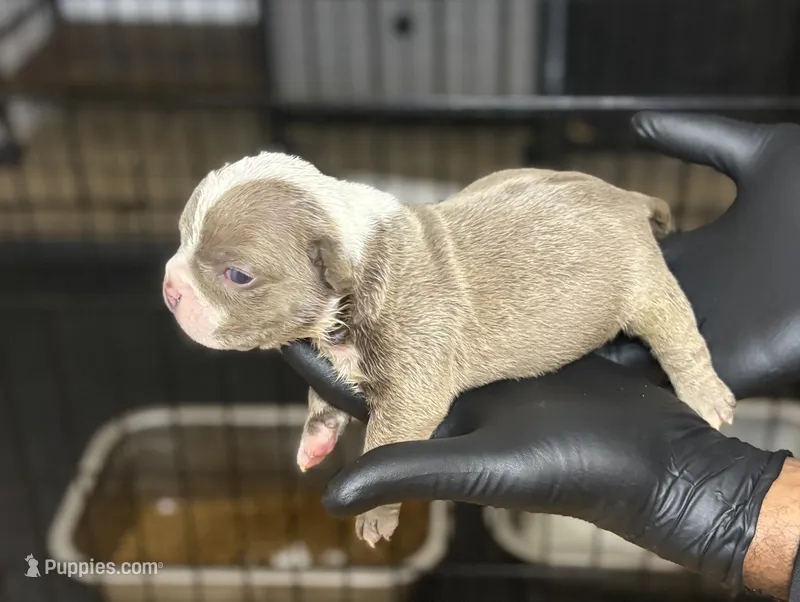 Puppy 6 – American Bully puppy for sale in Bradenton, FL