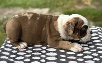 Puppy 1, a male American Bully for sale in Bradenton, FL – 2 of 4