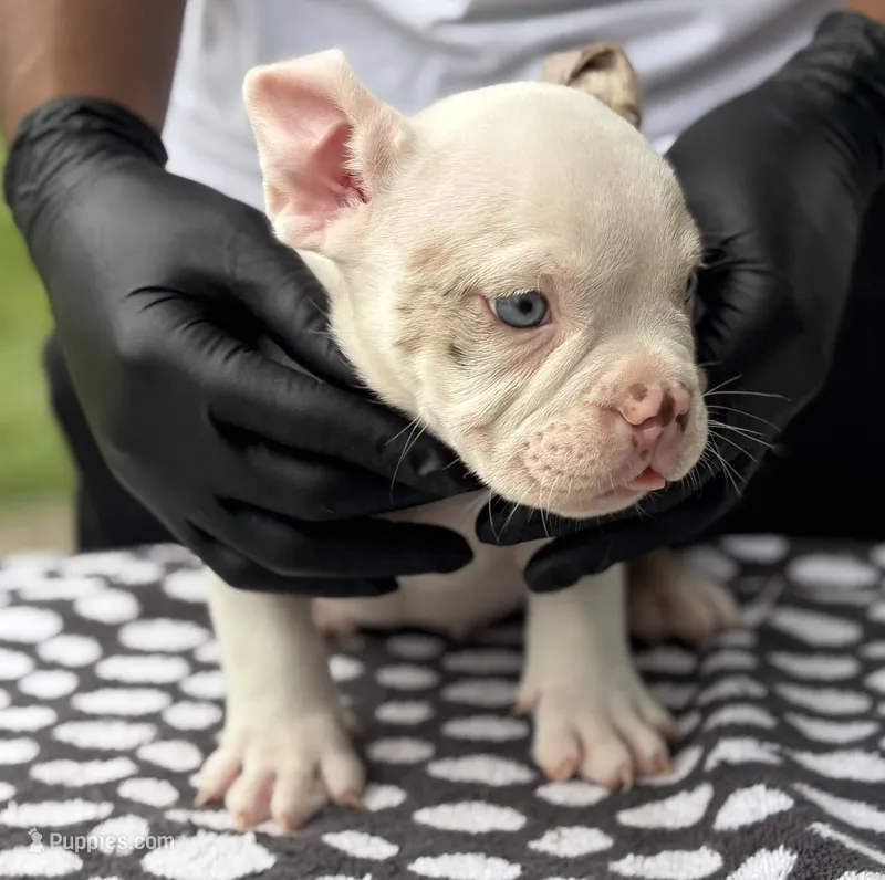 Puppy 7 – American Bully puppy for sale in Bradenton, FL