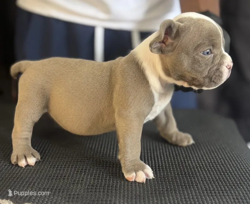 Puppy 6 – American Bully puppy for sale in Bradenton, FL