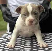 Puppy 3, a female American Bully for sale in Bradenton, FL – 3 of 5