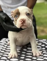Puppy 5, a male American Bully for sale in Bradenton, FL – 4 of 4