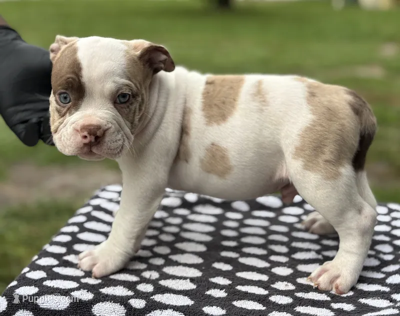 Puppy 5 – American Bully puppy for sale in Bradenton, FL