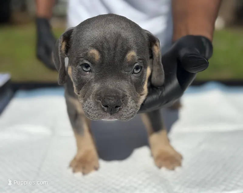 Blue – American Bully puppy for sale in Bradenton, FL