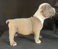Puppy 6, a male American Bully for sale in Bradenton, FL – 4 of 5