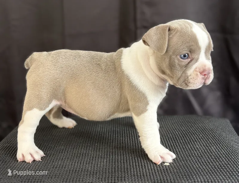 Puppy 3 – American Bully puppy for sale in Bradenton, FL