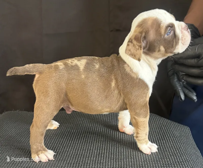 Puppy 1 – American Bully puppy for sale in Bradenton, FL