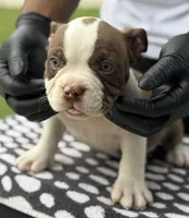 Puppy 4, a female American Bully for sale in Bradenton, FL – 1 of 5