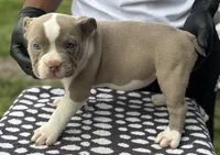 Puppy 3, a female American Bully for sale in Bradenton, FL – 4 of 5