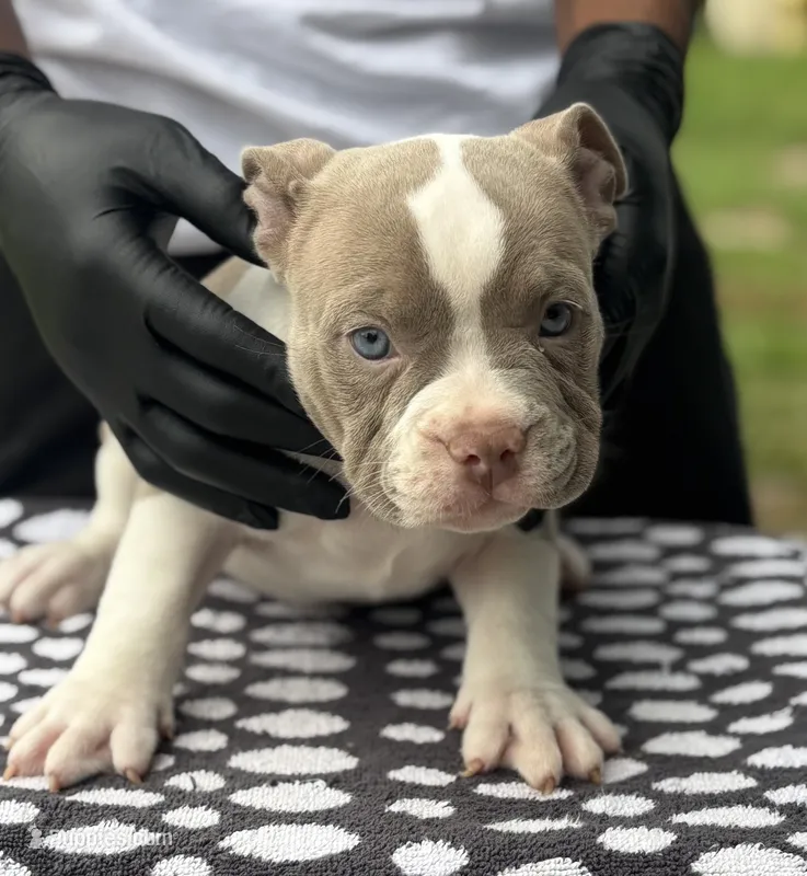 Puppy 3 – American Bully puppy for sale in Bradenton, FL