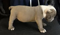 Puppy 6, a male American Bully for sale in Bradenton, FL – 2 of 5