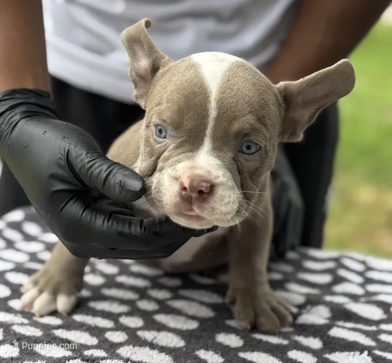 Puppy 6 – American Bully puppy for sale in Bradenton, FL