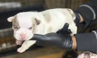 Puppy 5, a female American Bully for sale in Bradenton, FL – 1 of 1