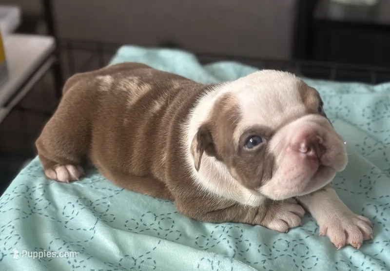 Puppy 1 – American Bully puppy for sale in Bradenton, FL
