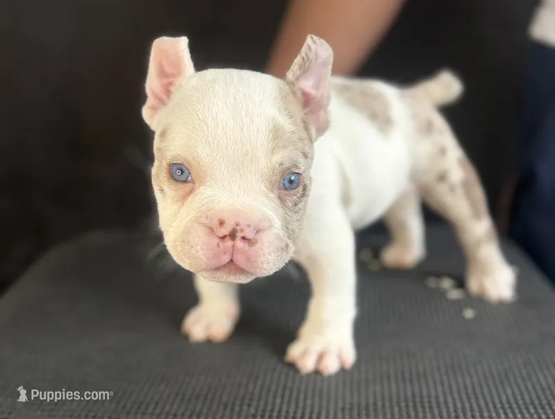 Puppy 7 – American Bully puppy for sale in Bradenton, FL