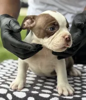 Puppy 4, a female American Bully for sale in Bradenton, FL – 5 of 5
