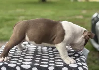 Puppy 4, a female American Bully for sale in Bradenton, FL – 3 of 5